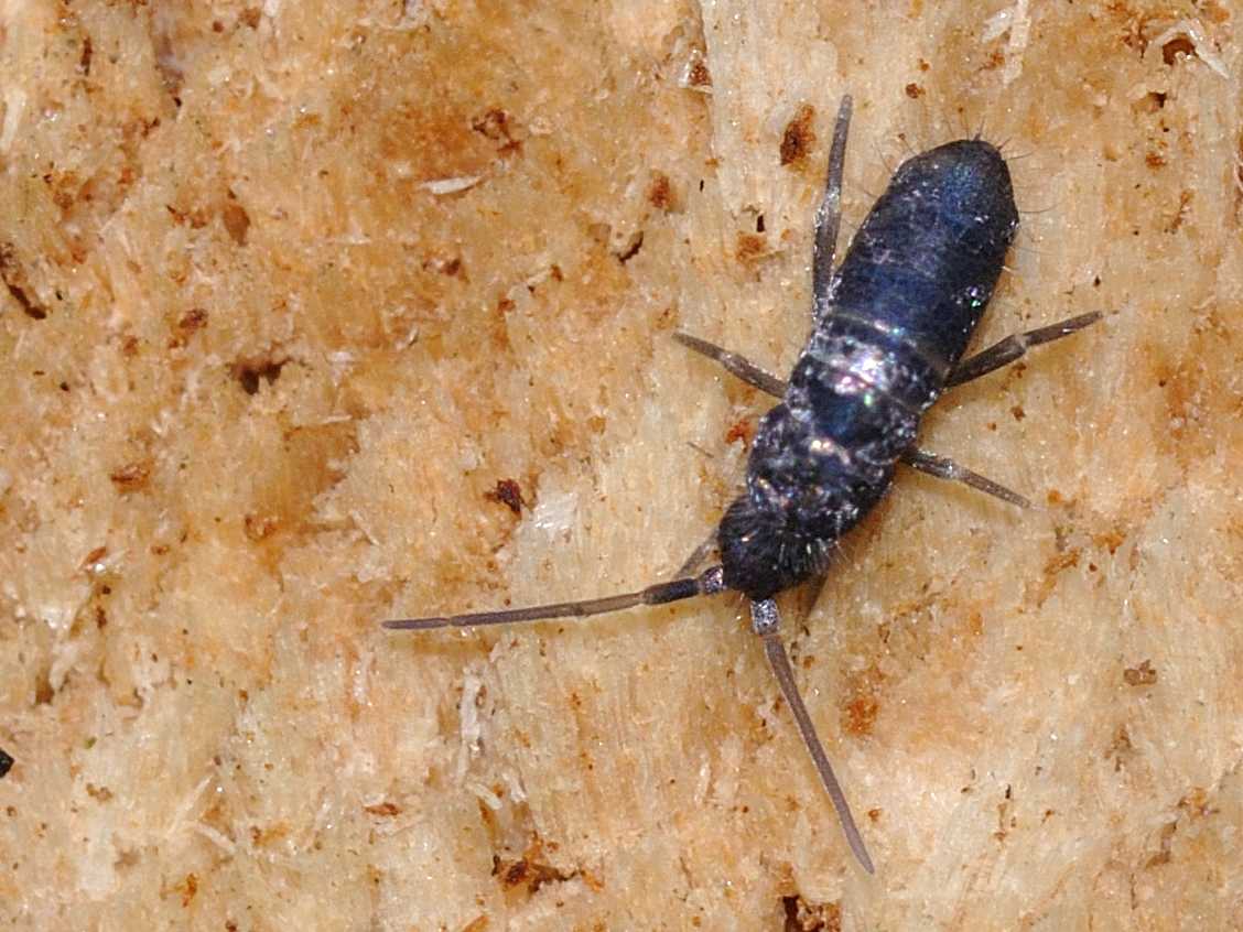 Tomoceridae - Tomocerus minor